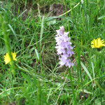 eine Orchis... 