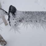 Die Kälte treibt wunderschöne Blüten (eb)