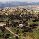  Agios Konstandinos in olive groves above Kouklia
