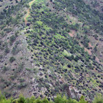  Green mountain spur in Xeros valley wilderness