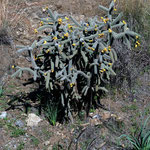 Cactus-type plant