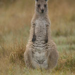 Grey Kanguruh, Australien