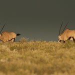 Oryx Antilopen Namibia