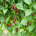 Bhut Jolokia Chocolate