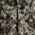 Prunellier ou Epine noire (Prunus spinosa)