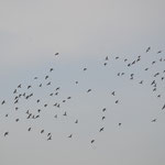 Envol collectif de Pigeons ramiers