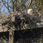Cigogne blanche au nid