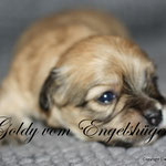Goldy, 14 Tage alt, 558