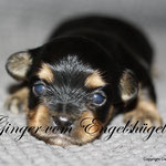 Ginger, 14 Tage alt, 476g