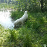 Balu beim Baden