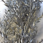 parvifolia silver