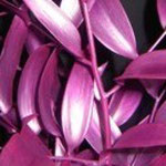 Italian Ruscus Metallic Pink