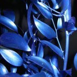 Italian Ruscus Metallic Blu