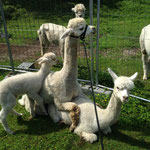 MMR Ice-Rock beim Deckakt mit SMG Quechuas Laticia