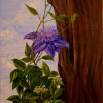 * Nr.31 Clematis 50 x 60 cm