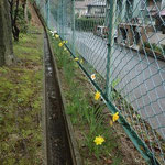 イモ山公園に植えた水仙が、今年も見事に咲きました。