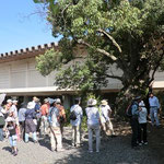 奈良国立博物館庭園にあるアラカシ（樹齢推定200年）の巨樹
