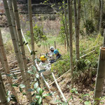 斜面で切り倒した竹の後始末は重労働です