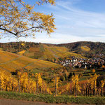 Wanderwerkstatt Tübingen: Weinberge um Stuttgart-Uhlbach