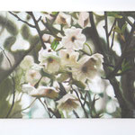 桜　小品、40x55cm、キャンバスに油彩、　要注文