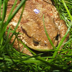 Un crapaud observé à proximité du gite de Tres Bayard location de vacances et week end - Saint Claude - Jura