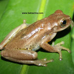 Dendropsophus padreluna, Foto Andrés Acosta