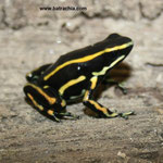 Dendrobates truncatus;Caldas, Foto Andrés Acosta