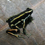 Dendrobates truncatus;Sucre, Foto Andrés Acosta