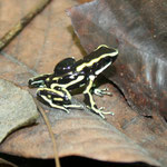 Dendrobates truncatus;Sucre, Foto Andrés Acosta