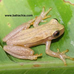 Dendropsophus microcephalus, Sucre, Foto Andrés Acosta