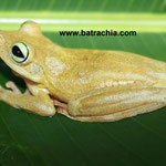 Hypsiboas crepitans, Boyacá, Foto Andrés Acosta