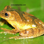 Dendropsophus stingi- Casanare, Foto Andrés Acosta