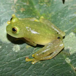 Hyalinobatrachium fleischmanni Sucre (Colombia)