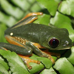 Agalychnis terranova, Santander, Foto Ana Katherine Agudelo