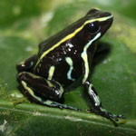 Dendrobates truncatus;Sucre, Foto Andrés Acosta