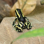 Dendrobates truncatus;Sucre, Foto Andrés Acosta