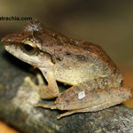 Craugastor raniformis, Valle del Cauca, foto Andrés Acosta