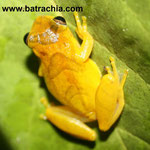 Dendropsophus minutus Casanare, Foto Andrés Acosta