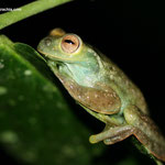 Hyloscirtus palmeri, Valle del Cauca, Foto Andrés Acosta