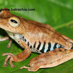 Hypsiboas calcaratus, Putumayo, Foto Andrés Acosta