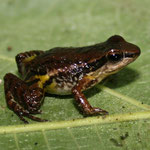 Colostethus fraterdanieli;Quindio, Foto Andrés Acosta