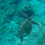 Hello,ウミガメちゃん🐢