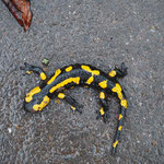 Nabu HN Umgebung Sophie Wiggenhauser: Feuersalamander