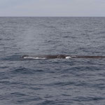 Sperm Whale/ Potwal