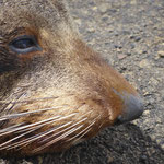 New Zealand Fur Seal