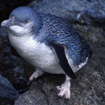 Little Blue Penguin 2