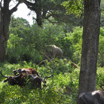 Yala Nationalpark