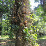 im botanischen Garten Peradeniya