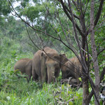 Yala Nationalpark