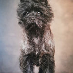 Dude - der Vater - ziert die Titelseite des Cairnterrier Jahrbuchs 2023 -  und gab während der Geburt seiner Welpen sein Bestes auf der CRUFTS in Birmingham!